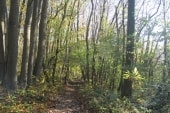 Forêt de Montgé